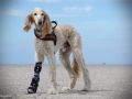 Hannes, bewegliche Carpalgelenksorthese