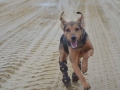 Nayara, Hinterlaufprothesen, beidseits Hinterlaufampution