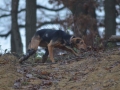 Nayara, Hinterlaufprothesen, beidseits Hinterlaufampution