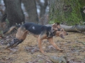 Nayara, Hinterlaufprothesen, beidseits Hinterlaufampution