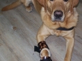 Balu, Krallenamputat mit Durchtrittigkeit, Carpalgelenksorthese