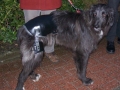 Coby, 10 Monate, hochgradige Hüftdysplasie, Stützorthese