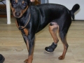 Freundchen mit Orthese