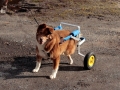 Fynn mit seinem Hunderollwagen