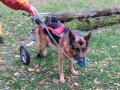 kalle_mit_hunderollwagen
