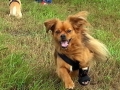 rudi-arthrose