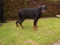 Spike, Achillessehnenhypoplasie nach langfristiger Cortisontherapie