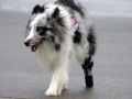 tracy-als-erwachsener-hund