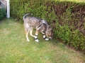 Willi