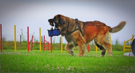Großer Hund mit Kreuzbandriss